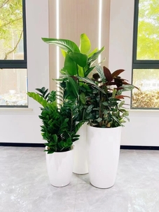 宁波前湾绿植出租价格实惠